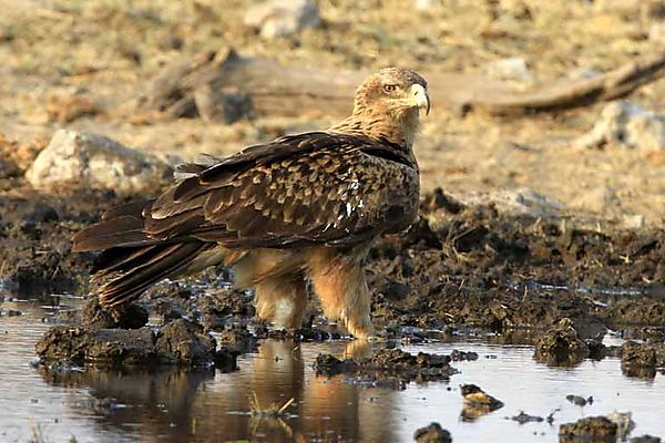 Tawney Eagle