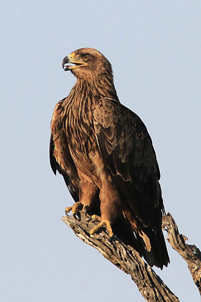 Tawney Eagle
