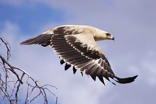 Tawney in flight