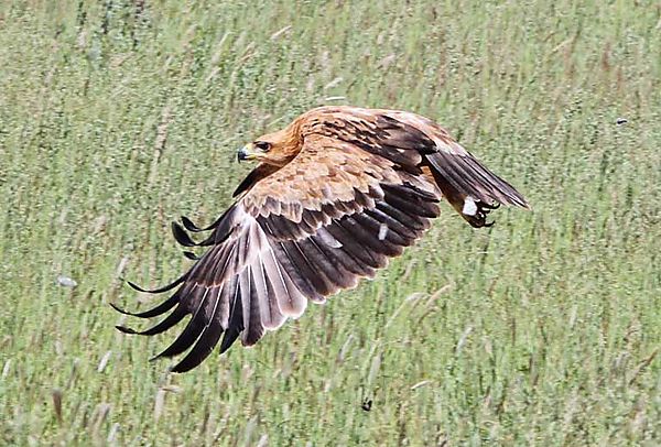 Tawney in flight