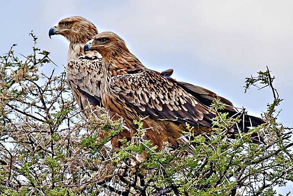 Tawney Kgalagadi