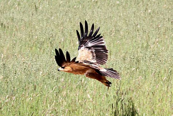 Tawney takes off