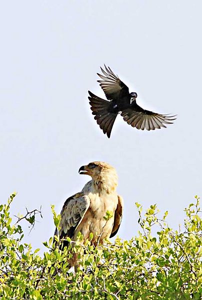 Tawney with crow