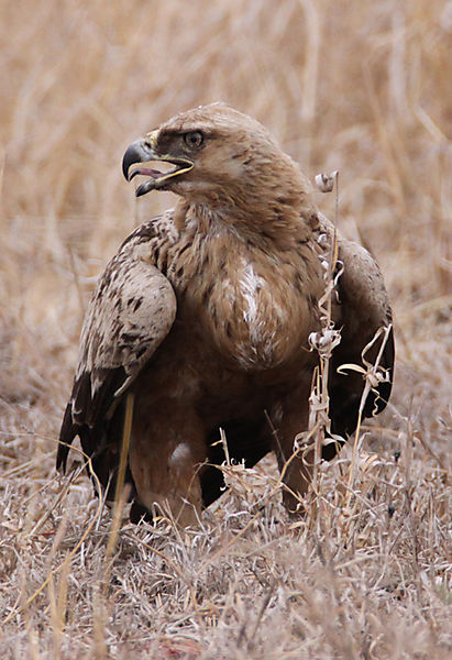 Tawny With Full Crop