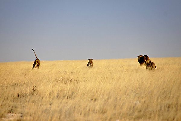 The chase moves out over the plain