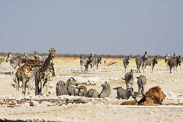 The water hole