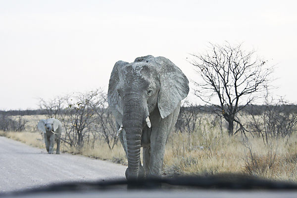 Through The Windshield 1