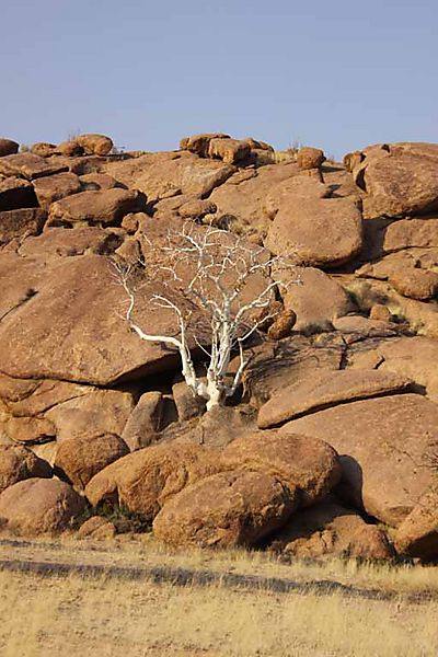 Tree in the rocks