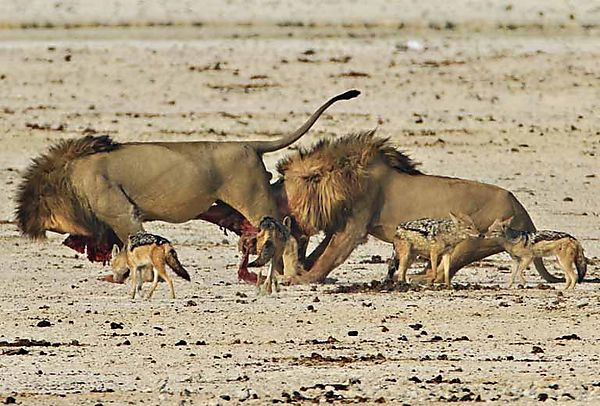 Tug Of War