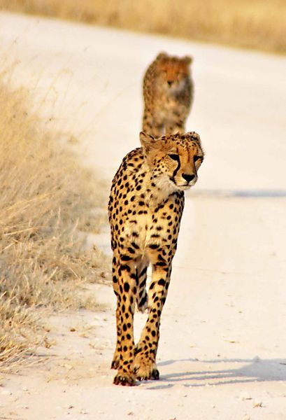 Two Cheetah on road