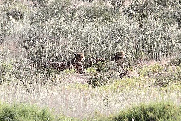 Two Cheetah spy a herd of Oryx