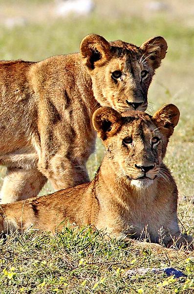 Two cubs in flowers