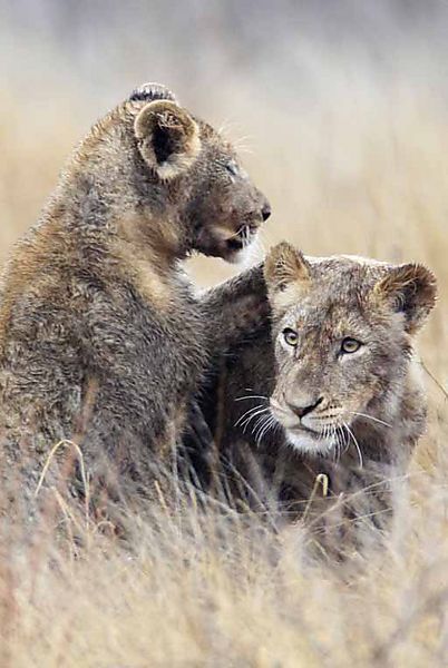 Two cubs playing in the rain