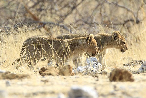 Two cubs Reitfountain 1