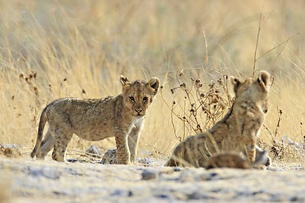 Two cubs Reitfountain 2