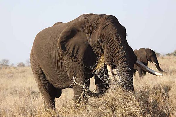 Two Elephants