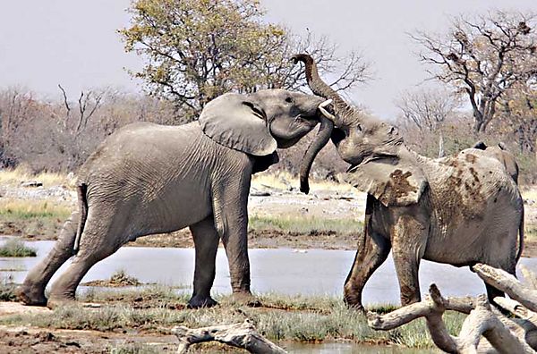 Two Elephants playing