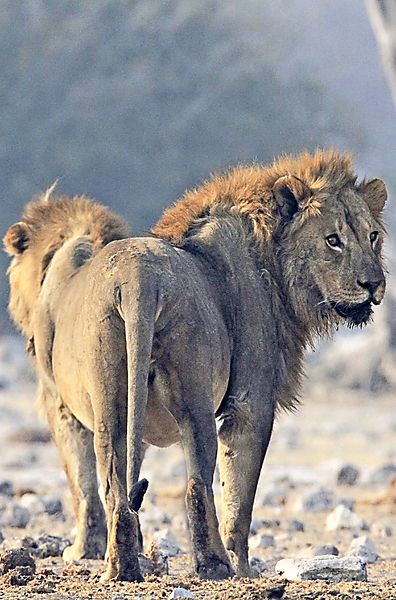 Two headed Lion?