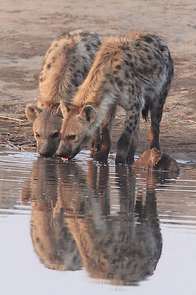 Two Hyena with reflection