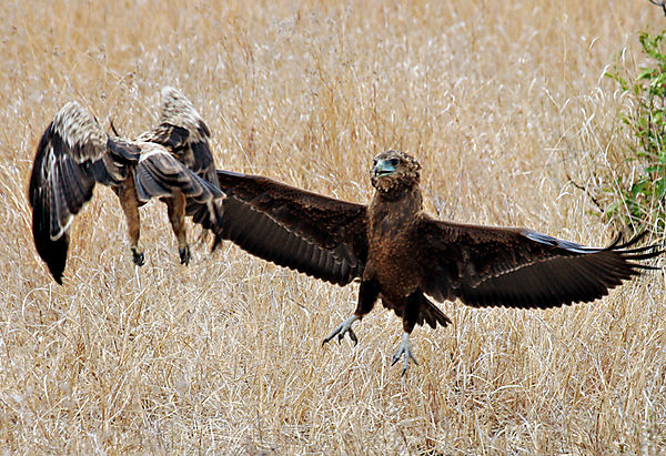 Two Raptors At Once