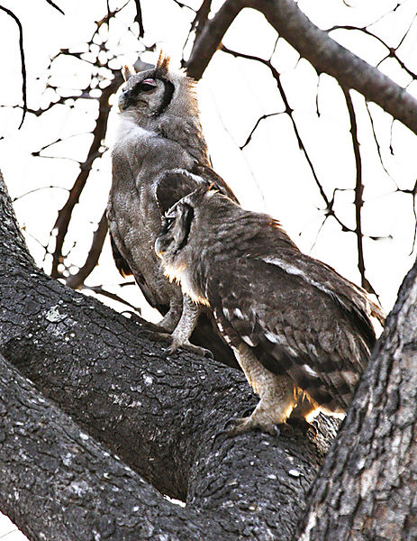 Two Verreaux's Eagle Owls. Aka Giant Eagle Owl