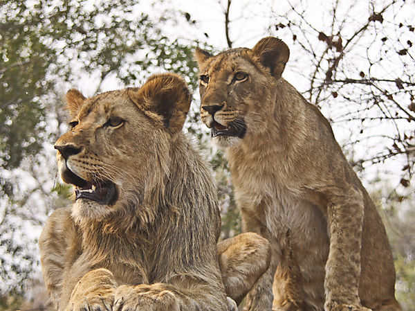 Two Young Lions