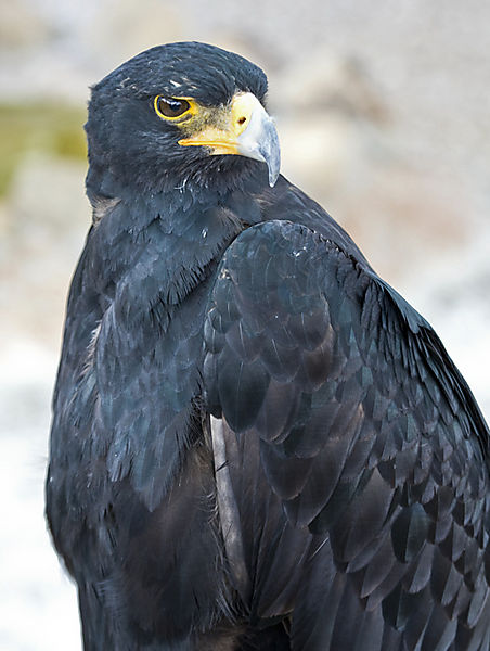 Verreaux's Eagle