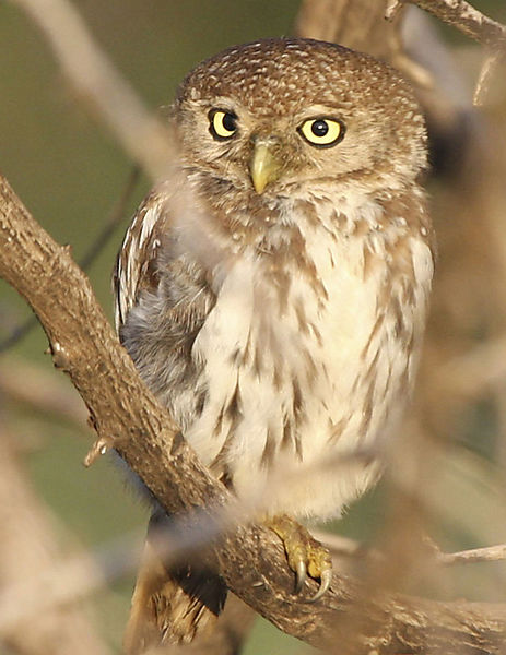 Very Small Owl