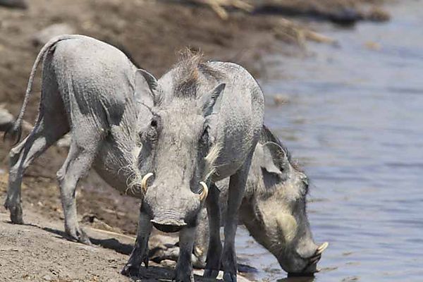 Warthog 1
