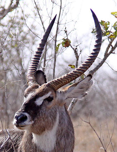 Waterbuck 1