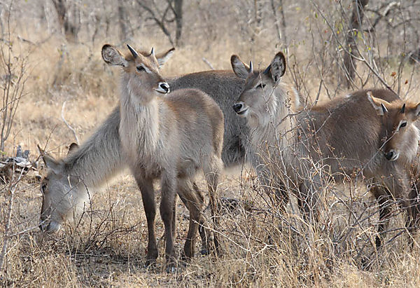 Waterbuck 2