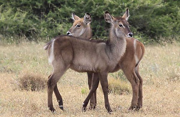 Waterbuck 1