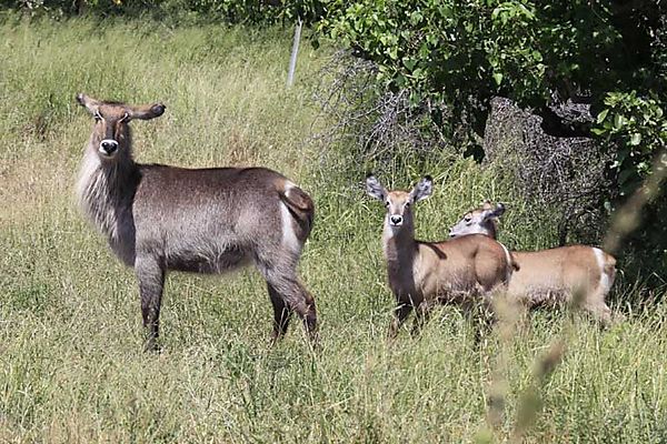Waterbuck 2