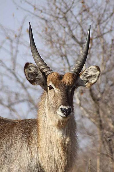 Waterbuck