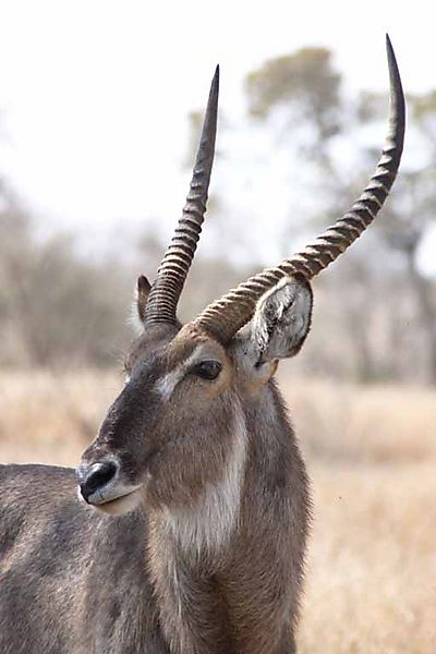 Waterbuck