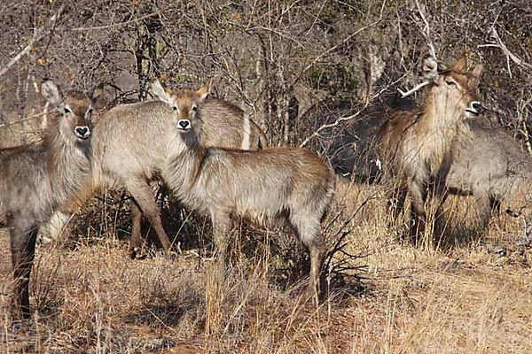 Waterbuck