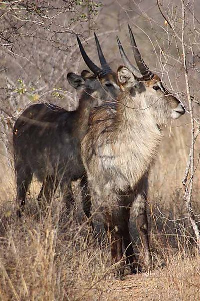 Waterbuck