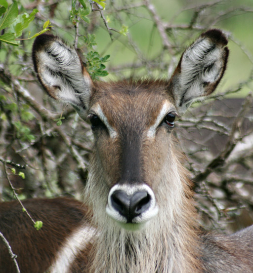 Waterbuck Female