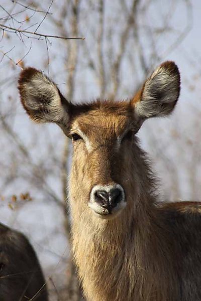 Waterbuck Female