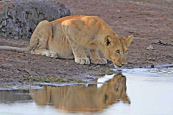 Waterhole Reflection