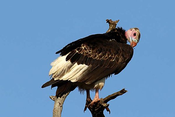 White headed Vulture