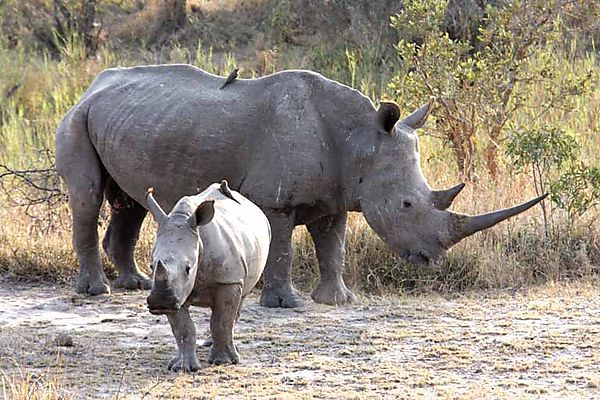 White Rhino with calf