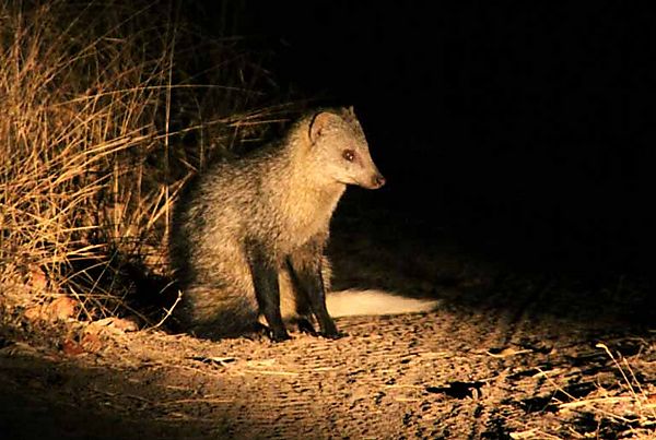 White tailed mongoose 2