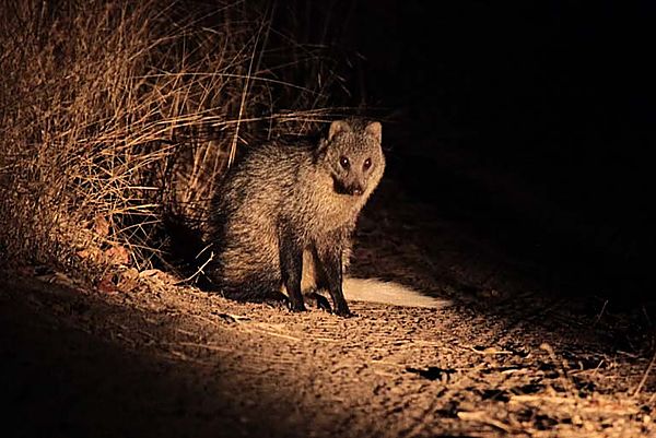 White tailed Mongoose