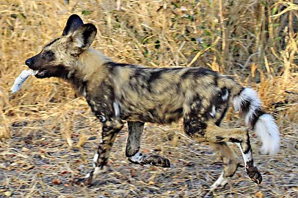 Wild dog 3