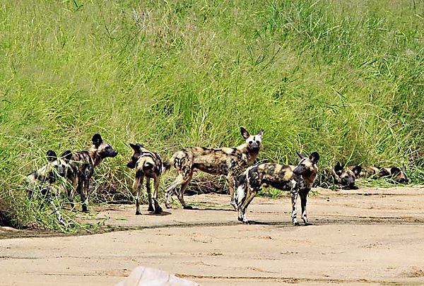 Wild dog 1