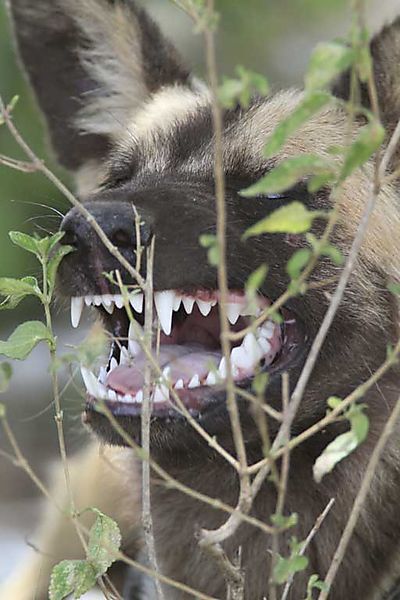 Wild dog 3