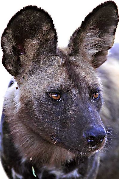 Wild dog