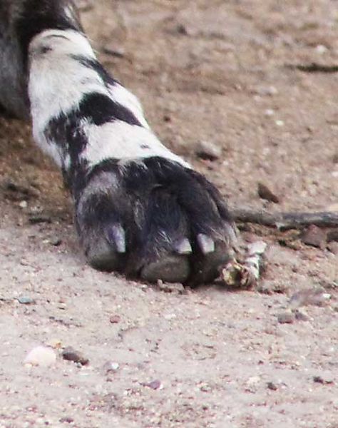Wild dog foot