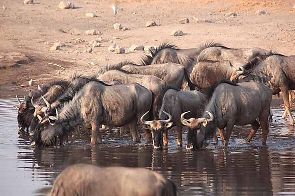 Wildebeest 9